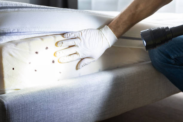 Best Emergency Pest Control  in Chadbourn, NC