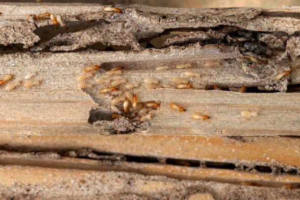 Best Mosquito Control Services  in Chadbourn, NC