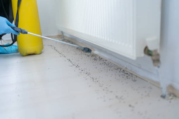 Wasp Removal Services in Chadbourn, NC